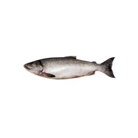 俄罗斯野生深海银鲑鱼         20-25kg/袋
