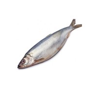 俄罗斯野生深海鲱鱼         20-25kg/袋